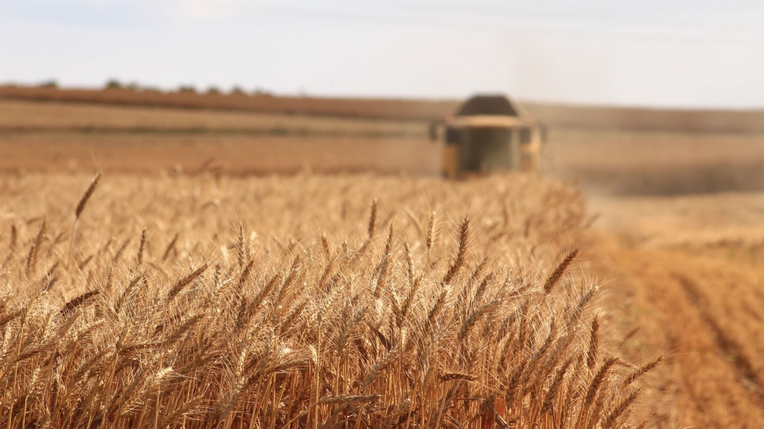 Wheat field